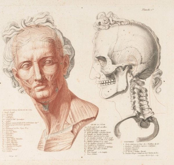 Анатомический атлас дюваль