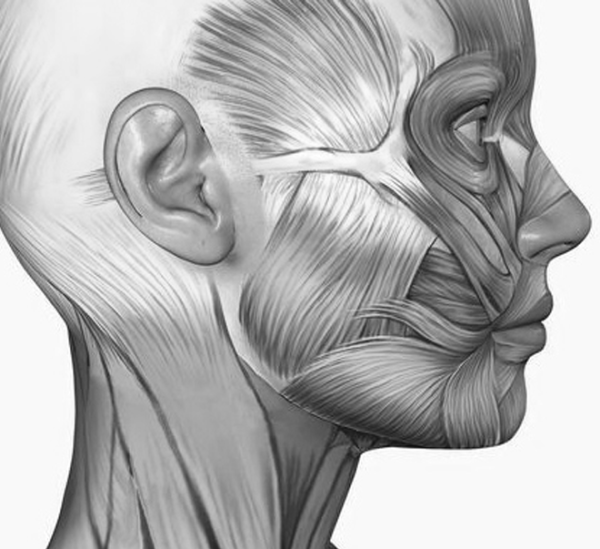 Мышцы лица профиль