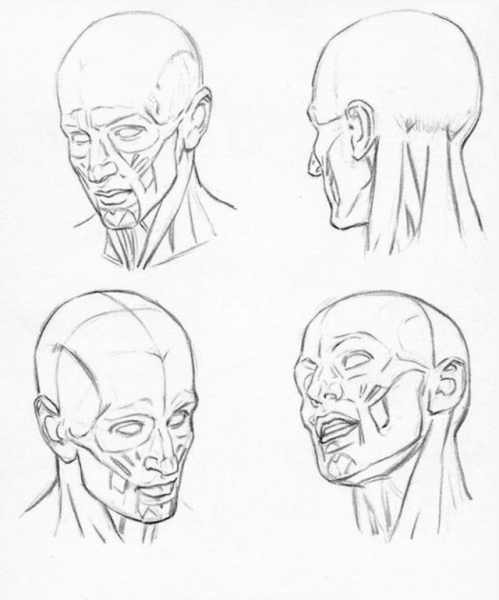 Эндрю Лумис анатомия