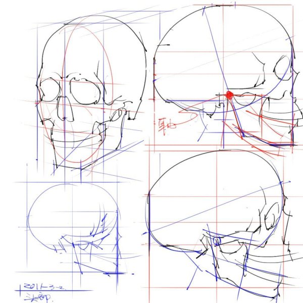 Пропорции головы человека референс