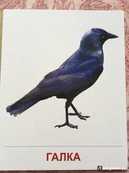 Зимующие птицы для детей Галка
