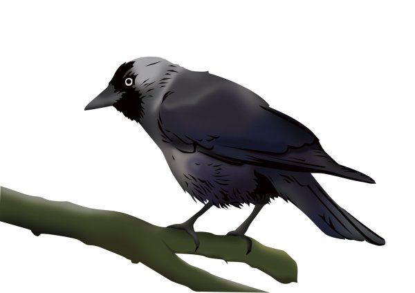 Галка птица