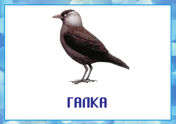 Зимующие птицы с названиями для детей