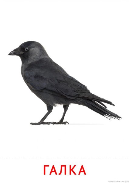 Галка птица на прозрачном фоне
