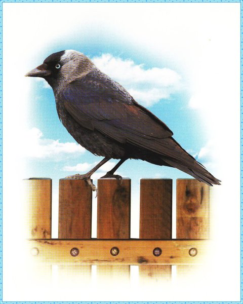 Изображение галки для детей