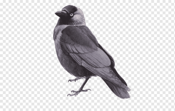 Галка птица на прозрачном фоне