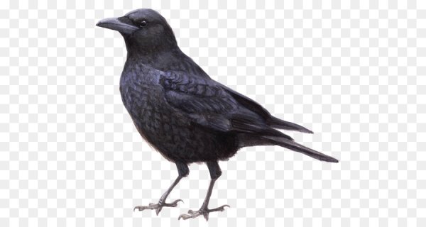 Грач на белом фоне