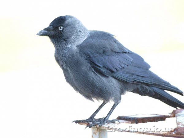 Галка рисунок