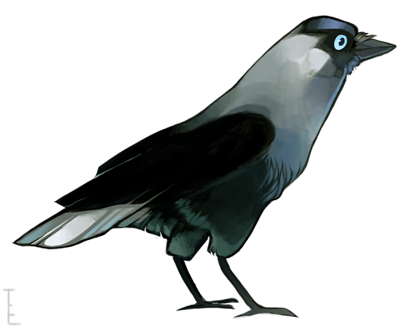 Галка птица