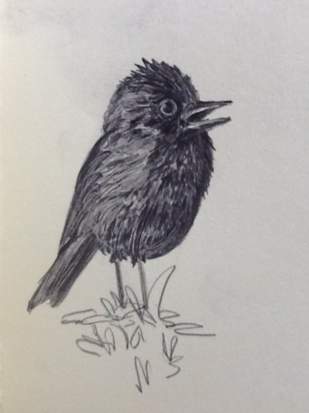 Галка Графика