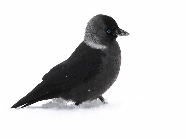 Птица Галка на белом фоне