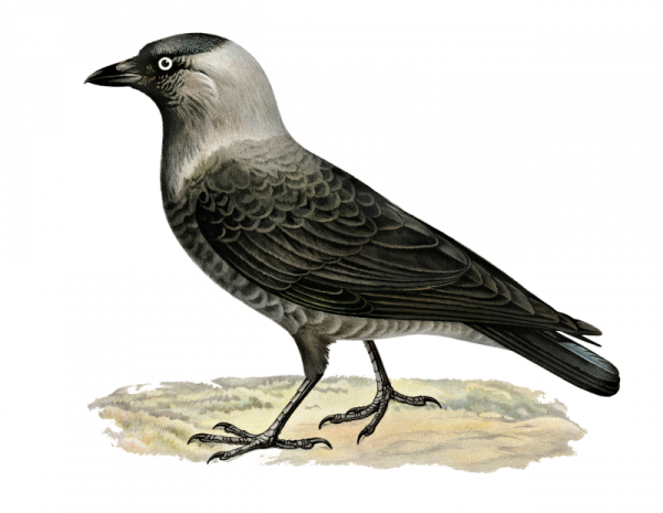 Галка птица