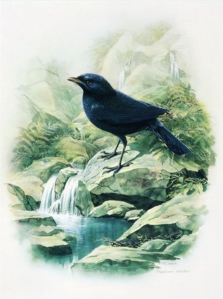 Zeng Xiao Lian птицы