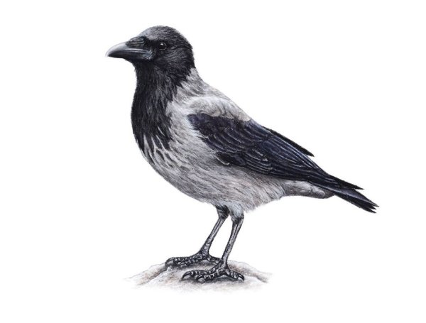 Ворона на белом фоне