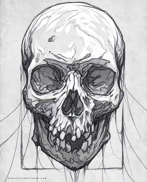 Скелет человеческого черепа