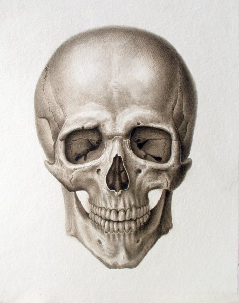 Нарисовать череп