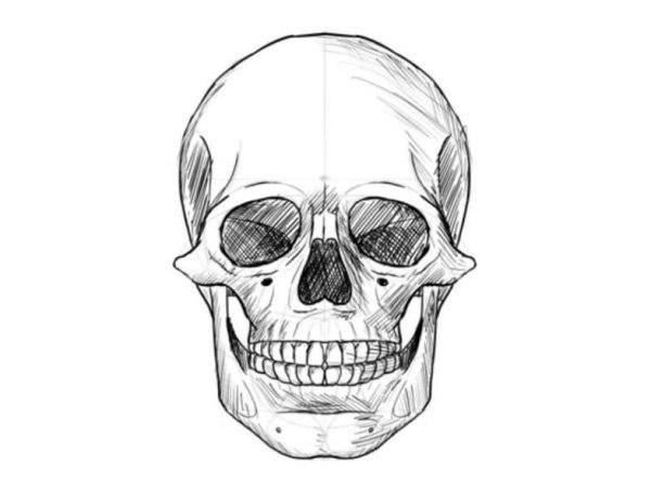 Скелет головы