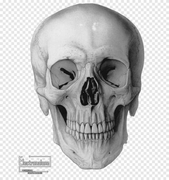 Череп рисунок