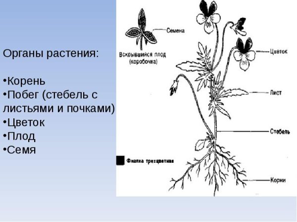 Строение цветковых покрытосеменных растений