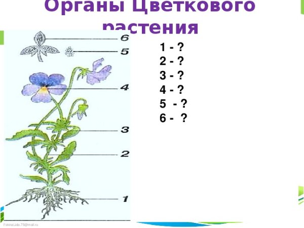 Покрытосеменные растения рисунок с органами