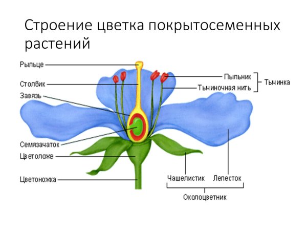Схема строения цветка покрытосеменных