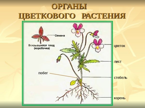 Органы цветковых растений стебель
