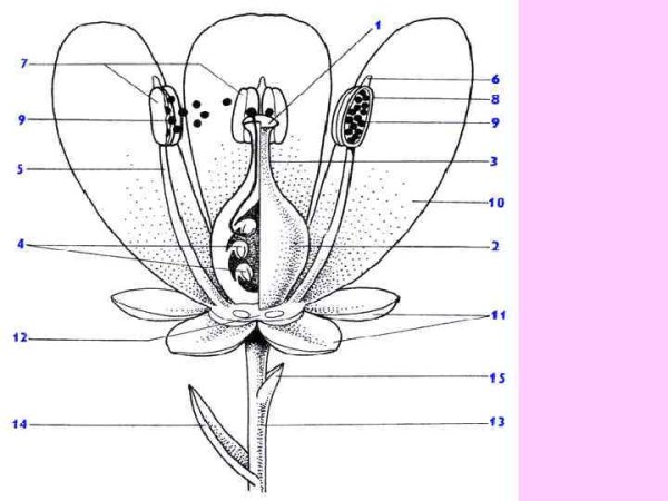 Строение крестоцветных редька Дикая