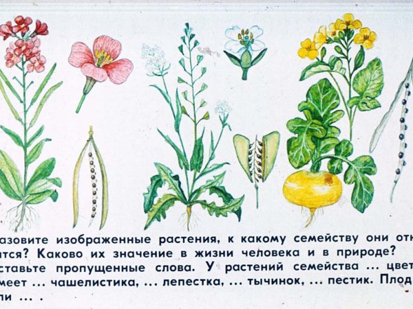 Органы цветкового растения 6 класс биология