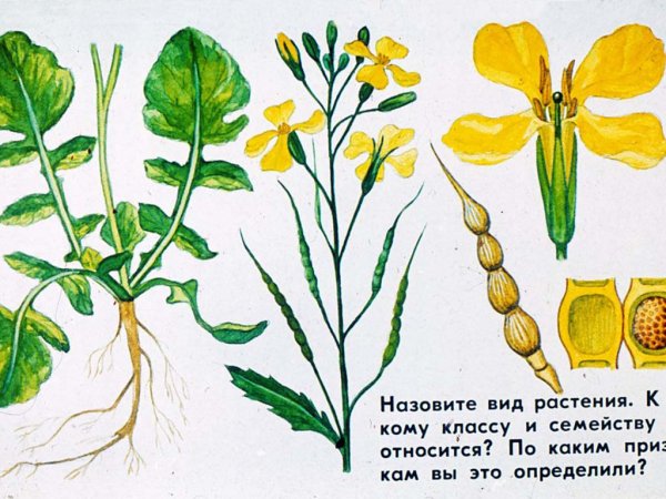 Рисунки растений