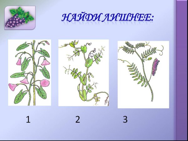 Строение цветкового растения