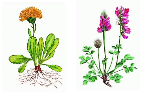 Строение покрытосеменных растений строение цветка