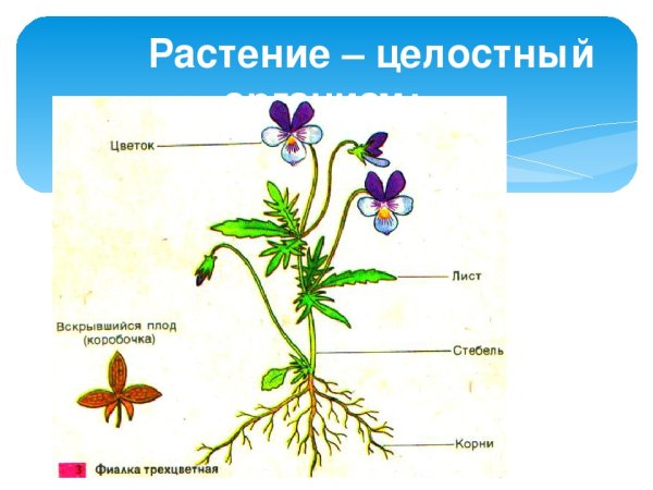 Органы растения вегетативные и генеративные схема