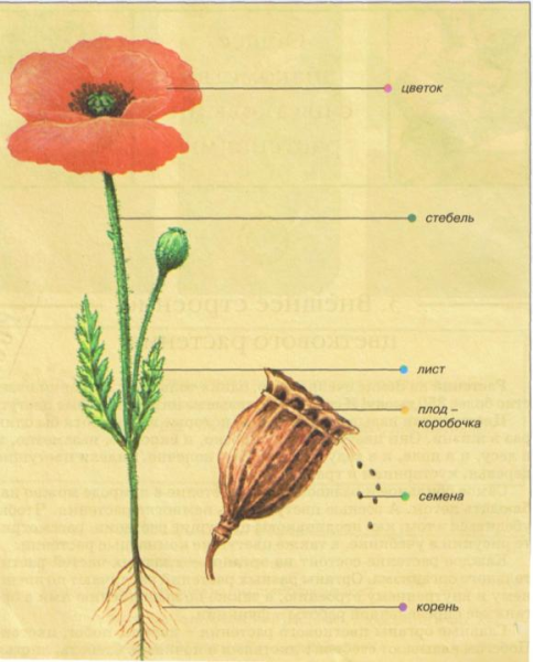 Строение органов цветкового растения