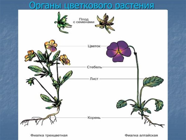 Строение растения