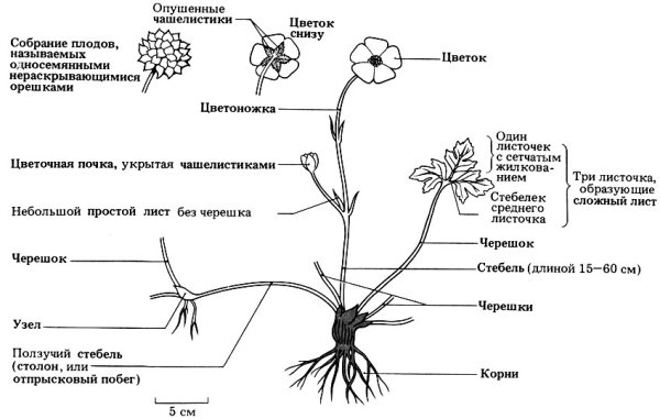 Мак части растения