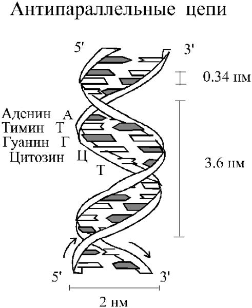 Схема строения молекулы ДНК