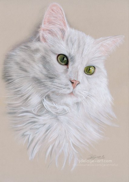 Портрет ангорского кота