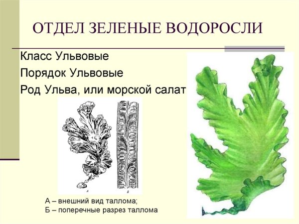 Ульва строение таллома
