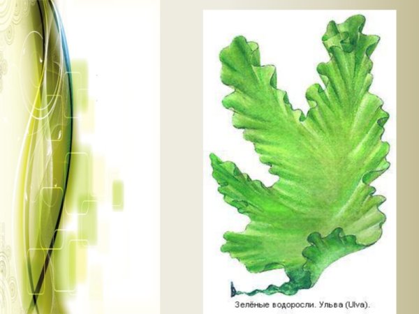 Зеленая водоросль Ульва