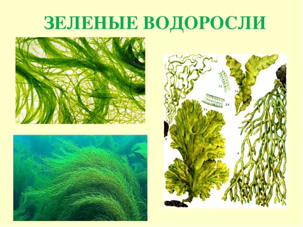 Chlorophyta отдел зелёные водоросли