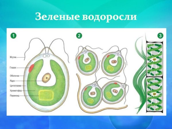 Зеленые водоросли биология