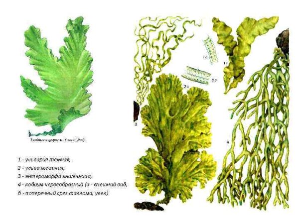 Виды водорослей