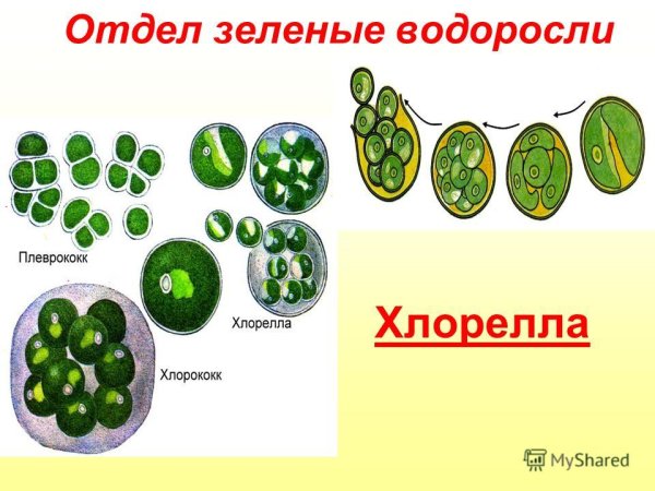 Строение многоклеточных зеленых водорослей