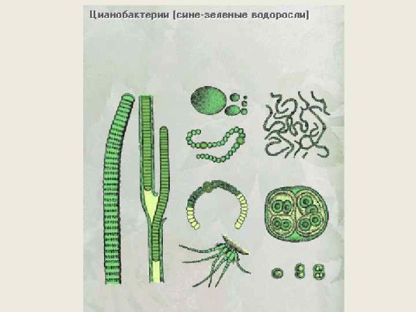 Зелёные водоросли