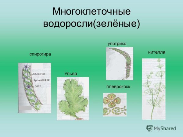 Многообразие водорослей зелёных6 класс биология