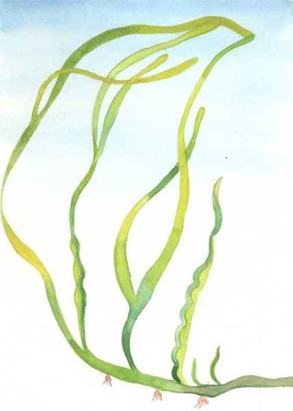 Ульва внешний вид таллома