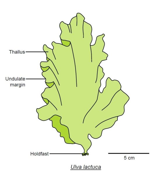 Водоросль Ульва 5 класс