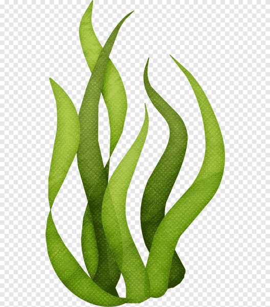 Фукоидан водоросли