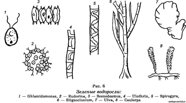 Одноклеточная водоросль хламидомонада