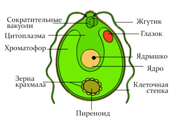 Водоросли низшие растения многообразие водорослей